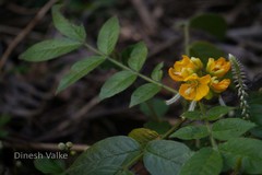 Senna hirsuta